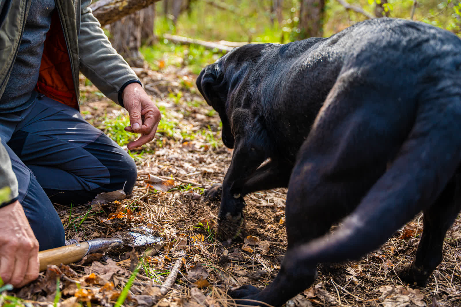 Truffle hunting on a stay at a Croatian luxury villa