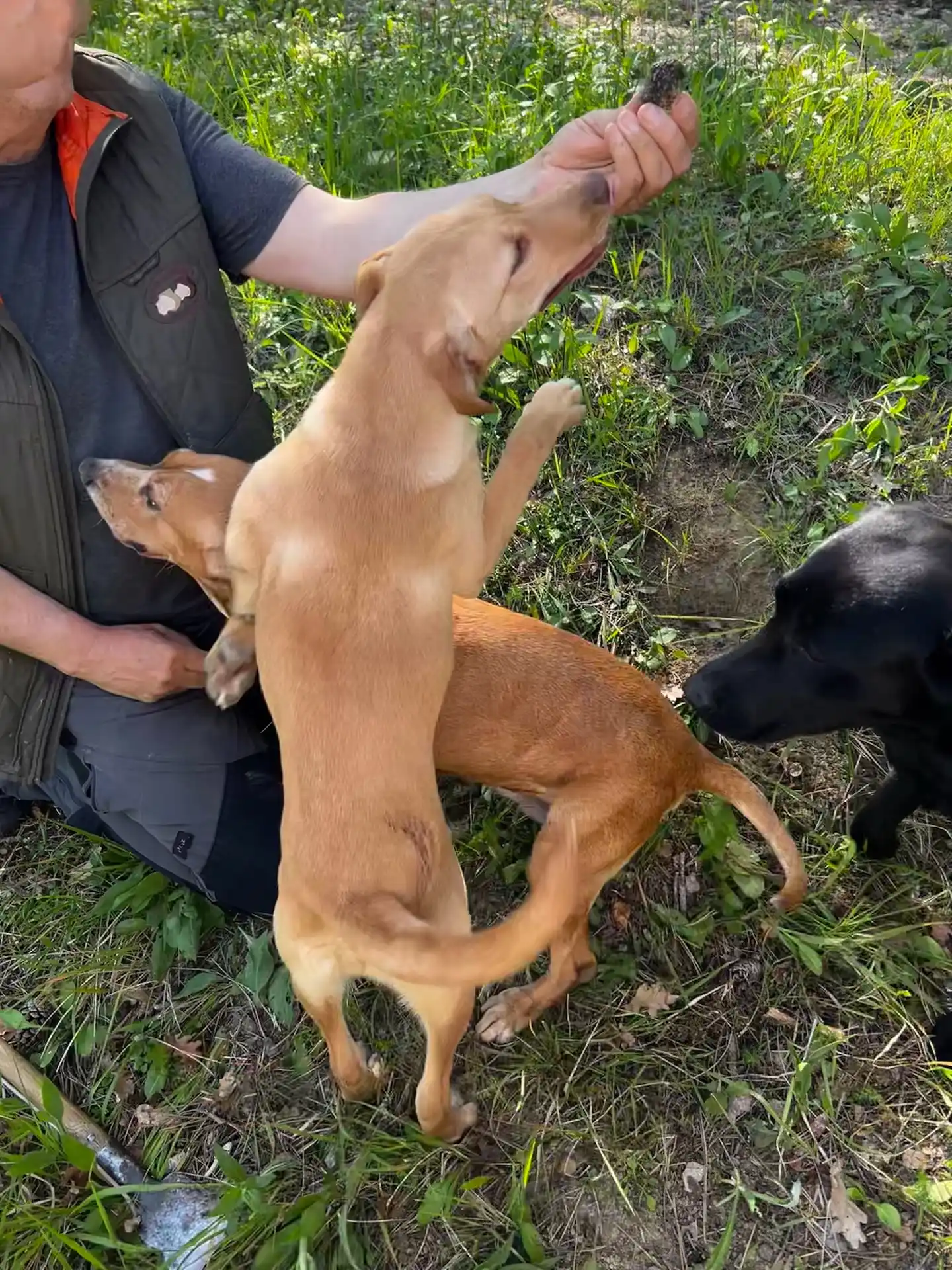 Trained dogs truffle hunting with a guide, part of a private excursion arranged for the Villa Majesty family during their winter stay