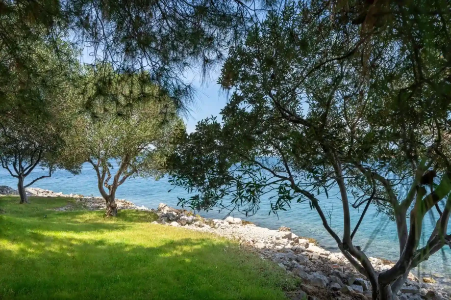 Grassy seafront garden with olive trees and rocky shoreline.