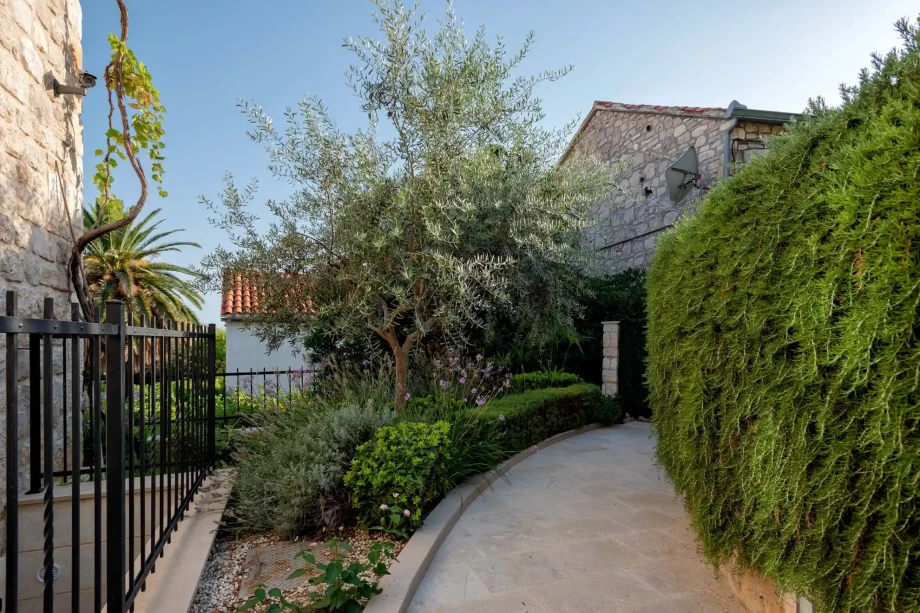 Olive trees and stone walls in a Mediterranean garden.